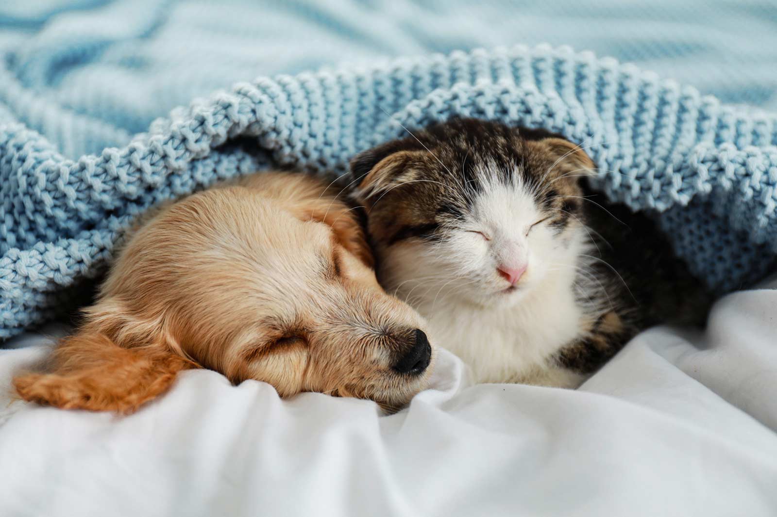 Hund und Katze – Fressfeinde oder Freunde fürs Leben?
