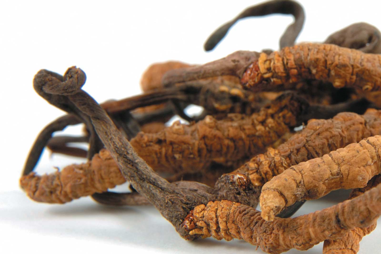 Cordyceps sinensis – der Raupenpilz
