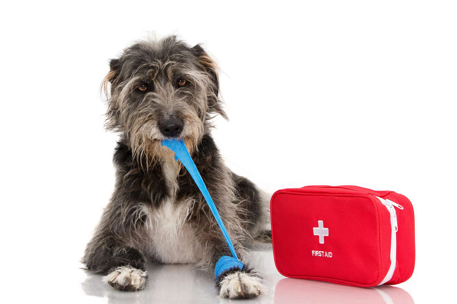 Erste-Hilfe – Kannst du deinem Hund im Notfall helfen?