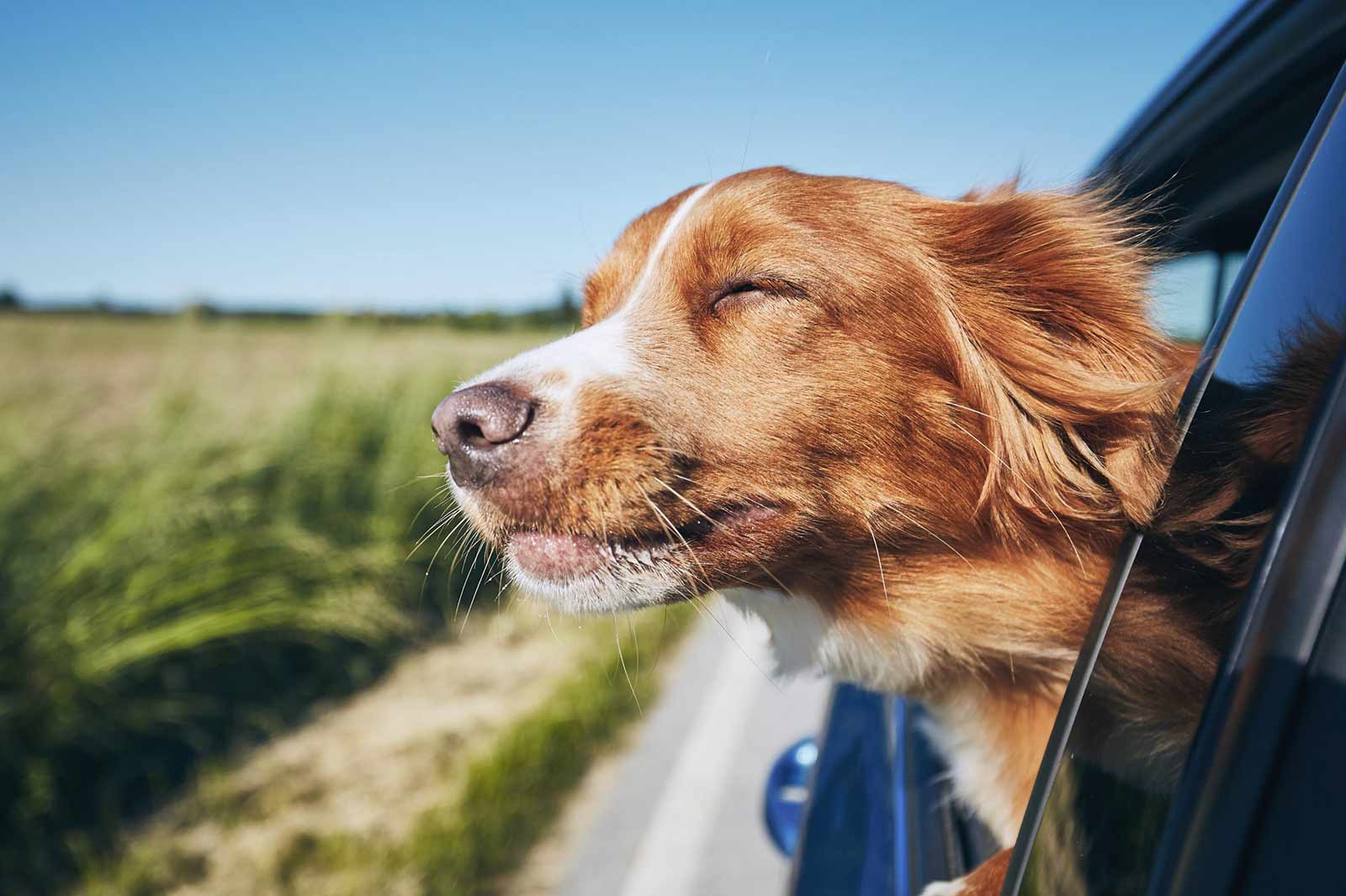 Gechillt und sicher unterwegs – So klappt das Autofahren mit deinem Hund