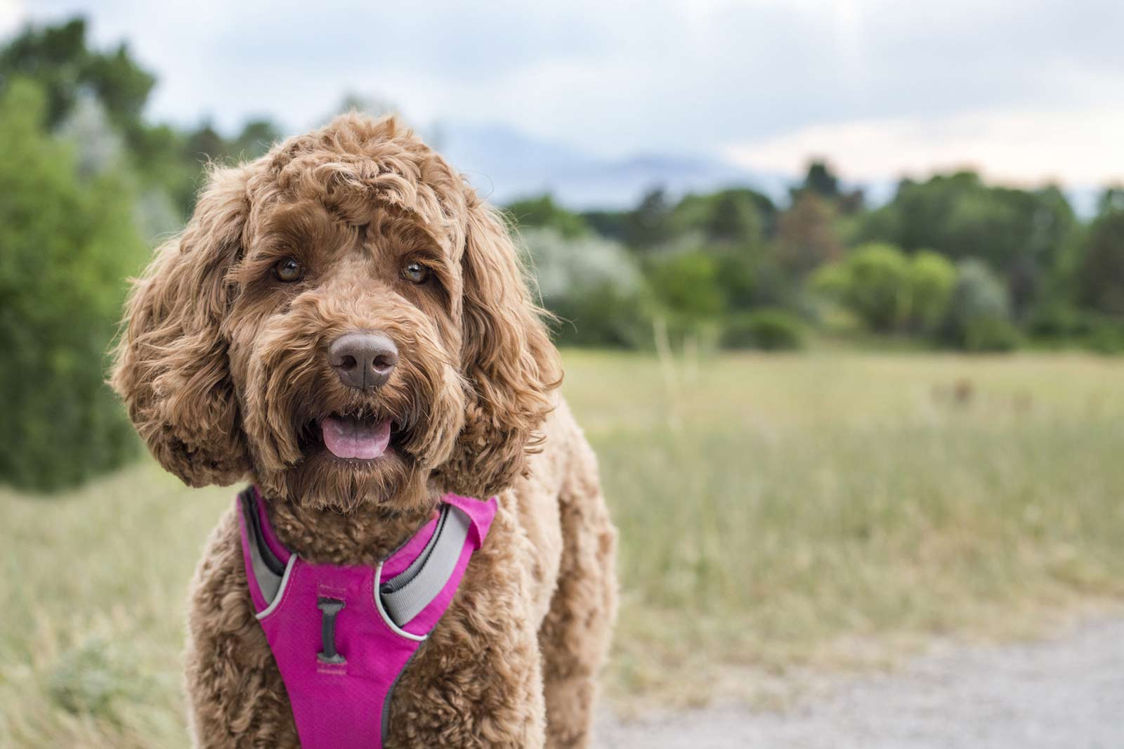 Geschirr oder Halsband – Was ist besser für deinen Hund?