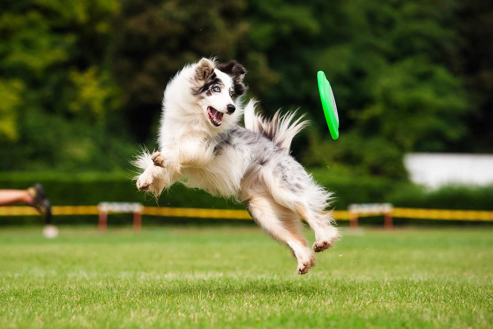 Hundesport – Mit Spaß zu mehr Fitness und Bindung