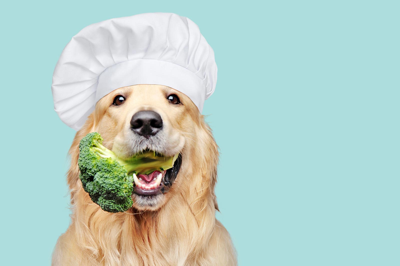 Kochen für den Hund – Du bist, was du frisst!